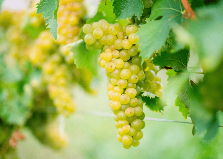 Chardonnay grapes