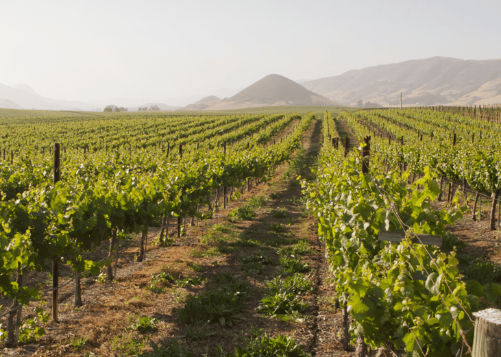 Vineyard in Edna Valley