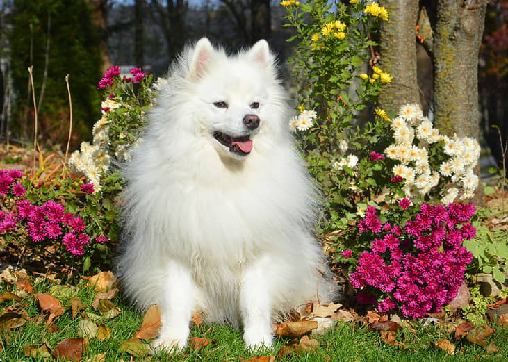 American Eskimo Dog sitting outside with flowers.