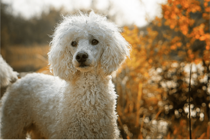 1960–1982: Poodles