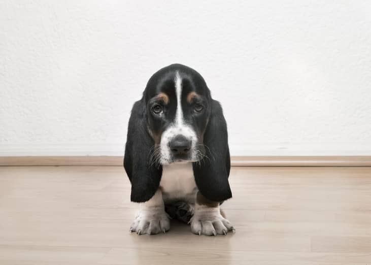 #32. Basset Hounds