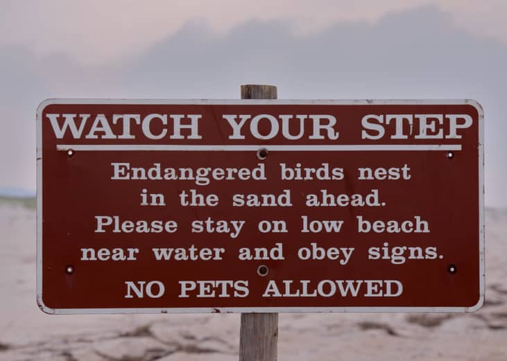 Species you might not know are endangered