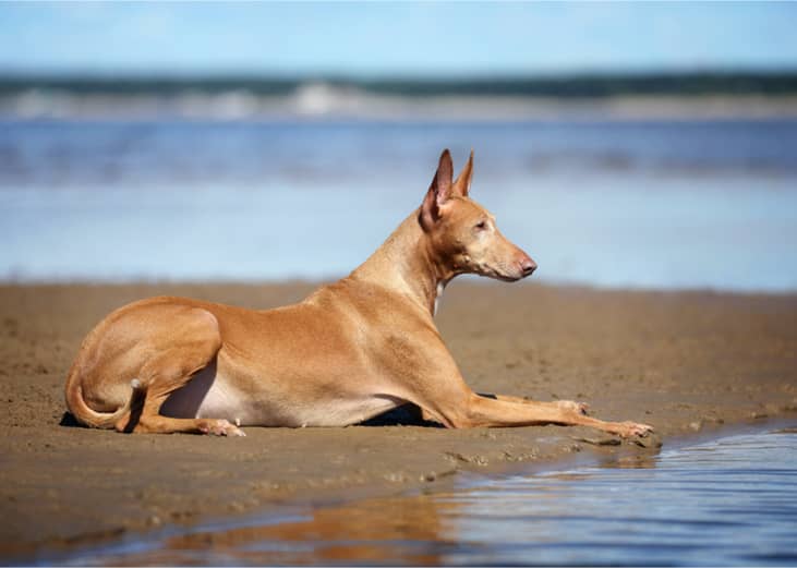 Pharaoh hound lays on the beach. 
