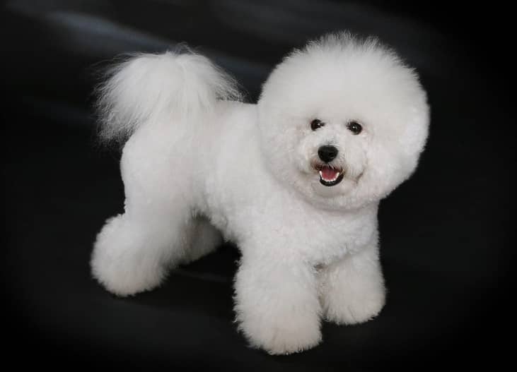 #34. Bichons Frises