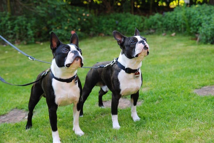 #18. Boston Terriers