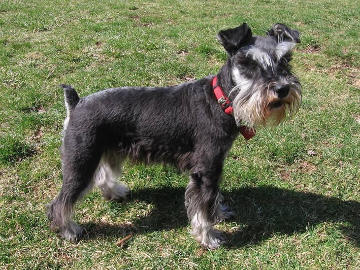 #12. Miniature Schnauzers