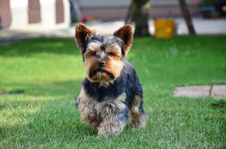 #5. Yorkshire Terriers