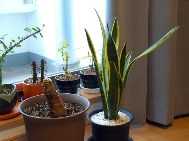 #2. January 8: Houseplant Appreciation Day