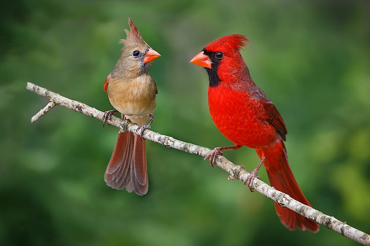 Do you know your state bird?