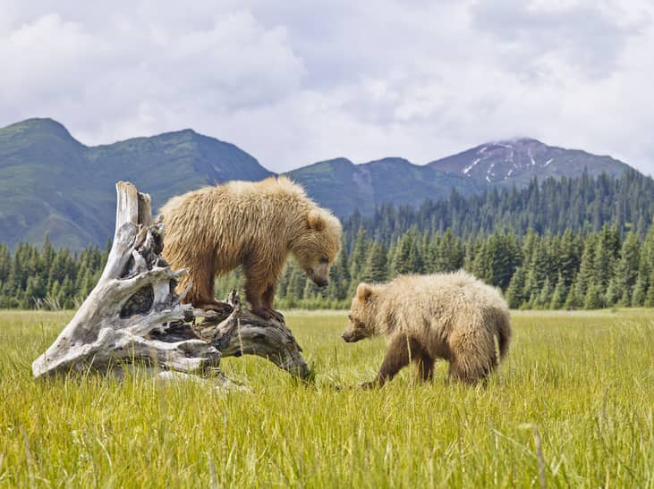 #37. Denali National Park, Alaska