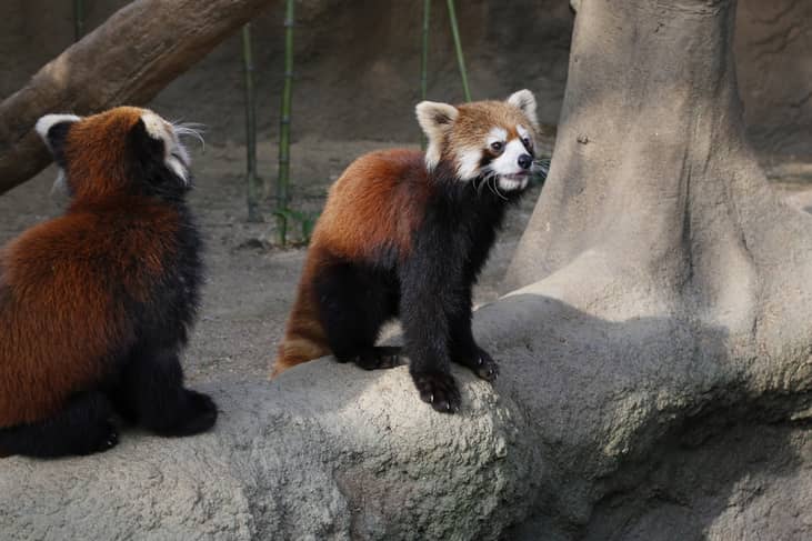 #47. Oklahoma City Zoo, Oklahoma