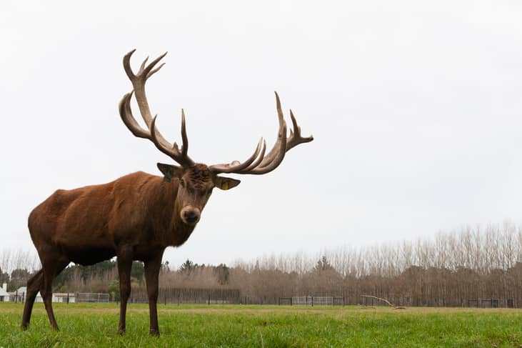 States where you are most likely to hit a deer