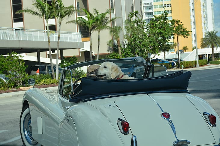 The most dog friendly cities in America
