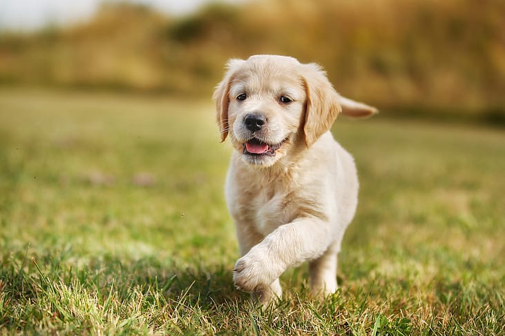 50 least popular dog breeds in America
