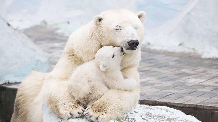 Polar bears and 50 other species threatened by climate change