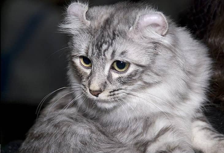 #6. American curl (tie)