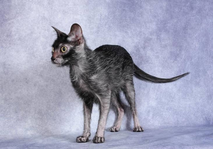 #1. Lykoi