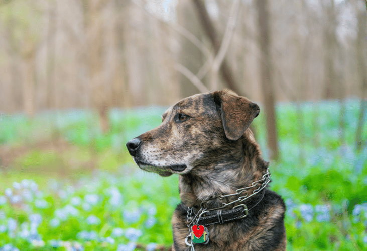 #22. Plott hound