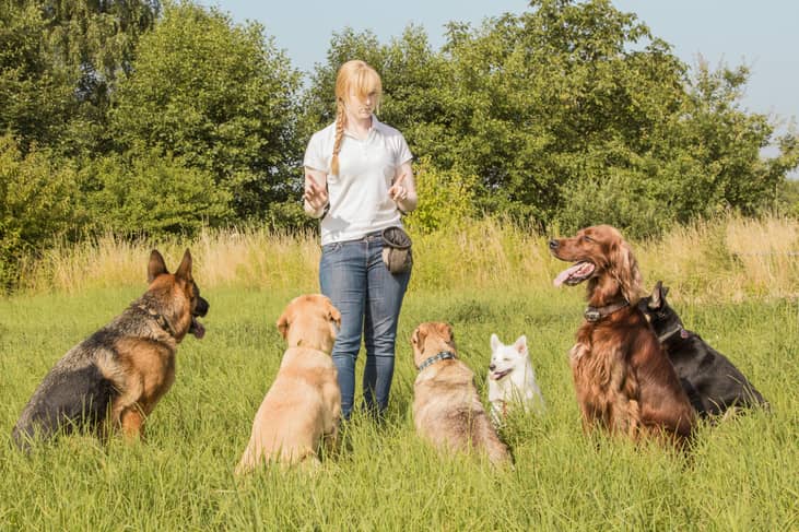Dog trainer