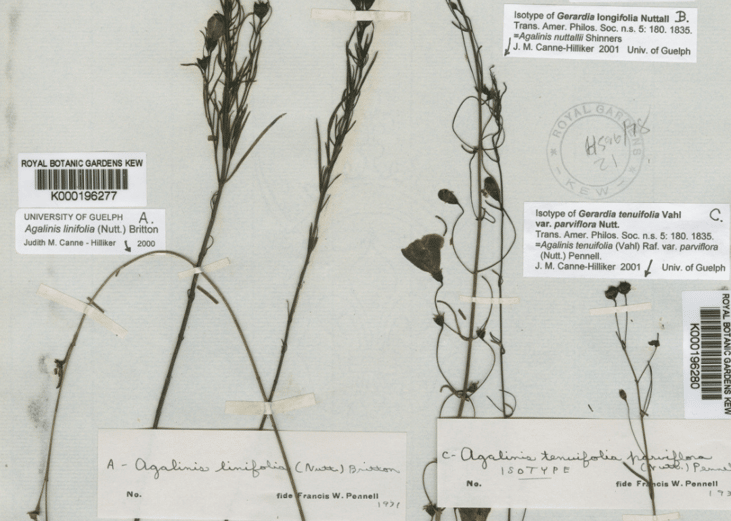 Nuttall's false foxglove
