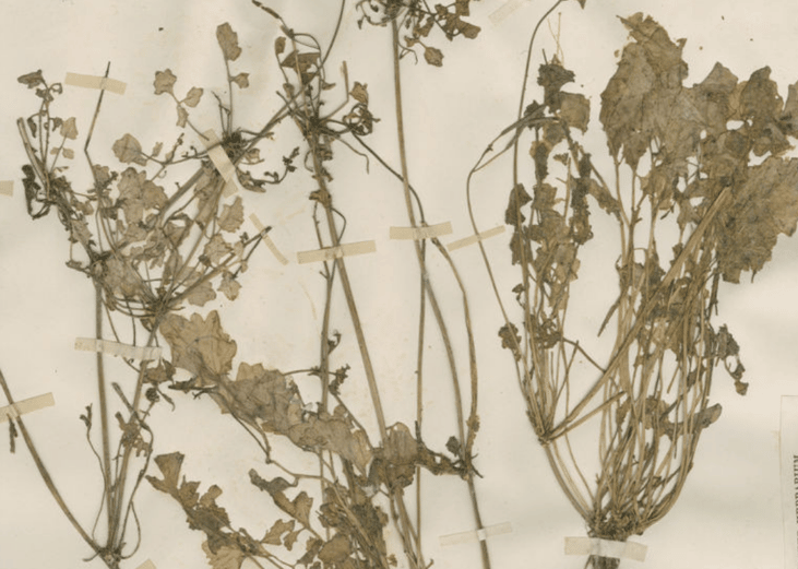 San Luis watercress