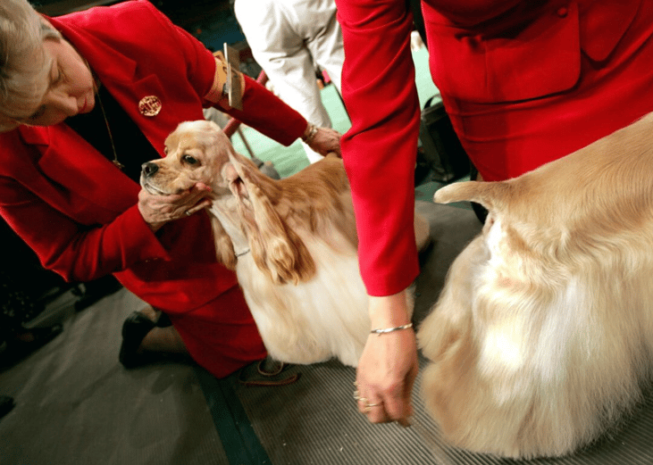 1936–1952: Cocker spaniels 