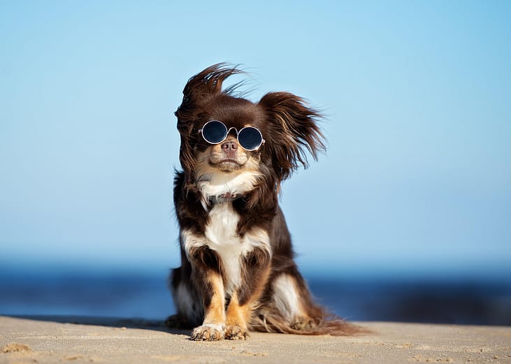 New rankings: Most popular dog breeds in America 2020