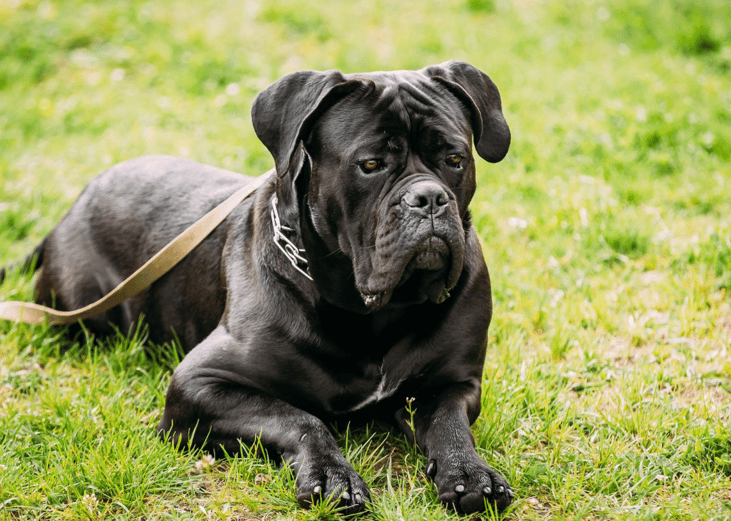 #46. Cane Corso