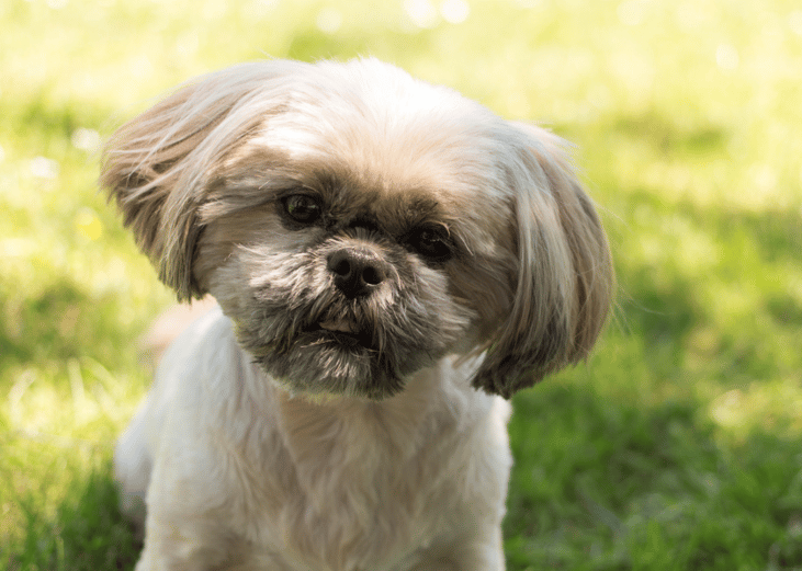 #11. Shih Tzu