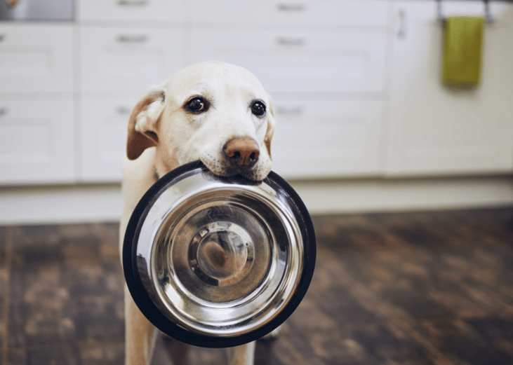 Beef treats for diabetic dogs