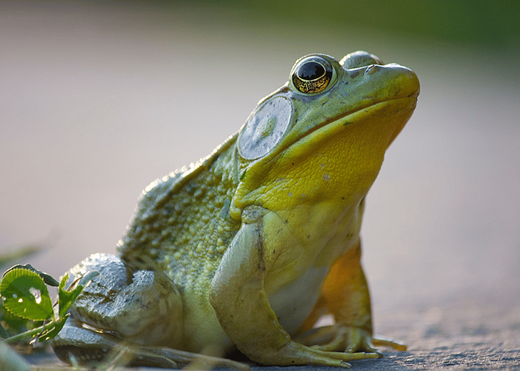 30 fascinating facts about sleep in the animal kingdom