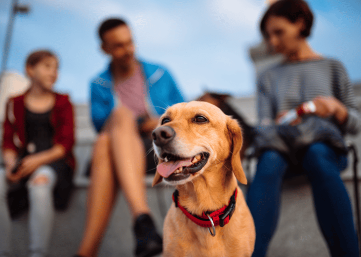 Most popular dog breeds that are good for families