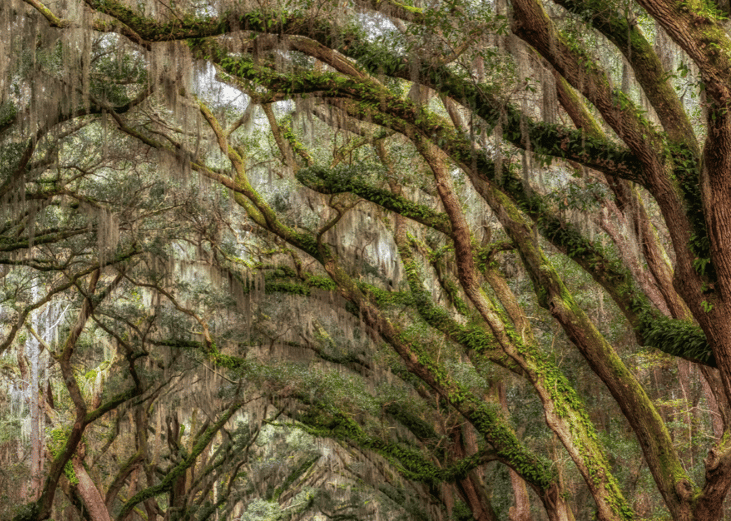 Old growth oak trees in Louisiana