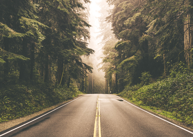 Foggy Straight Redwood Highway in Northern California