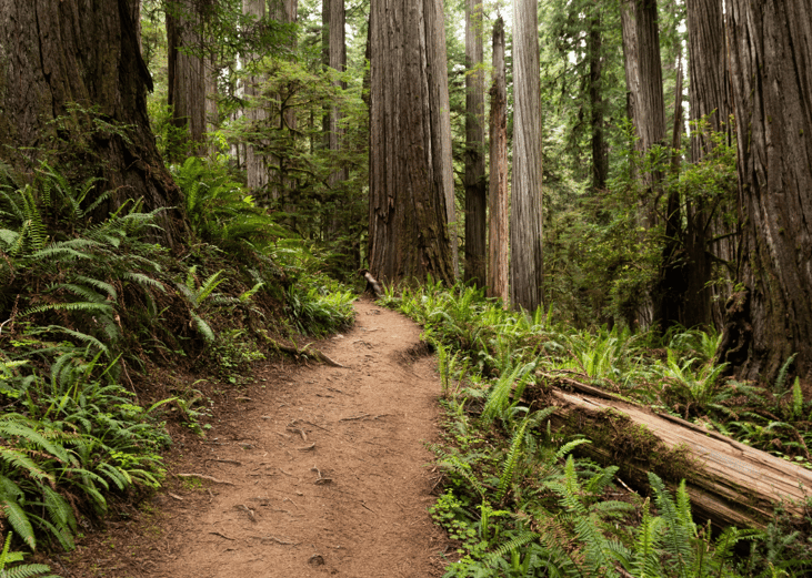 Trail In Redwood National Forest - Boy Scout Tree Trail