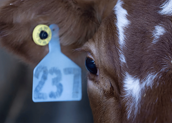 close up of brown cow face and ear with tag visible