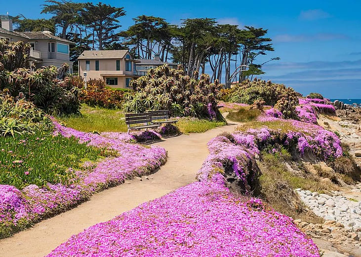 Purple wild flowers along a residential street by the coast in Pacific Grove, California