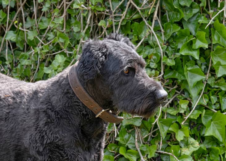 Bouvier des Flandres dog in greenery.