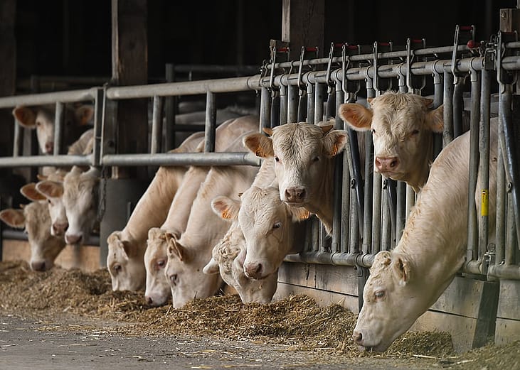 A herd of cows on a farm.