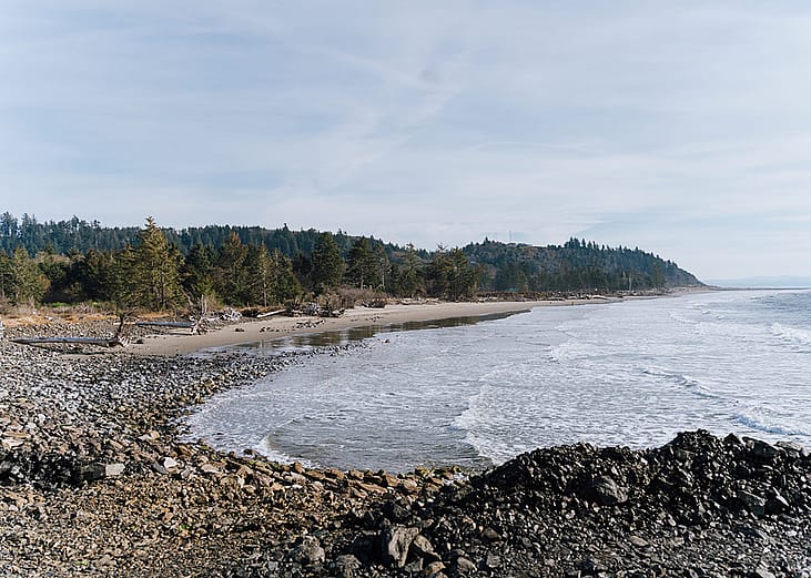 A section of beach in North Cove, Washington that is being restored by installing dead trees at an angle to build up the eroding shoreline.