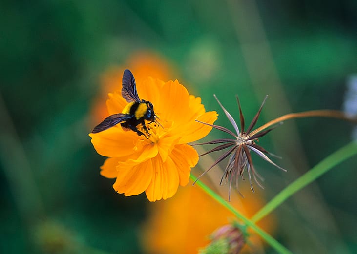 Closeup on a bumblebee feeding on a yellow cosmos flower.