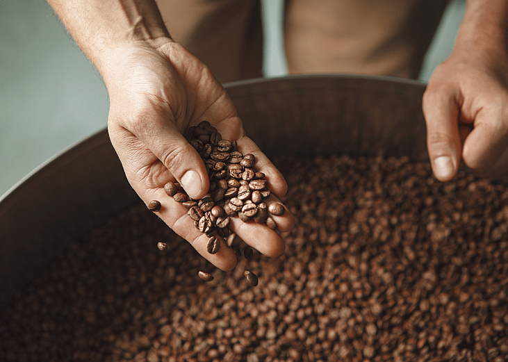 A roaster's hand inspecting freshly roasted coffee beans