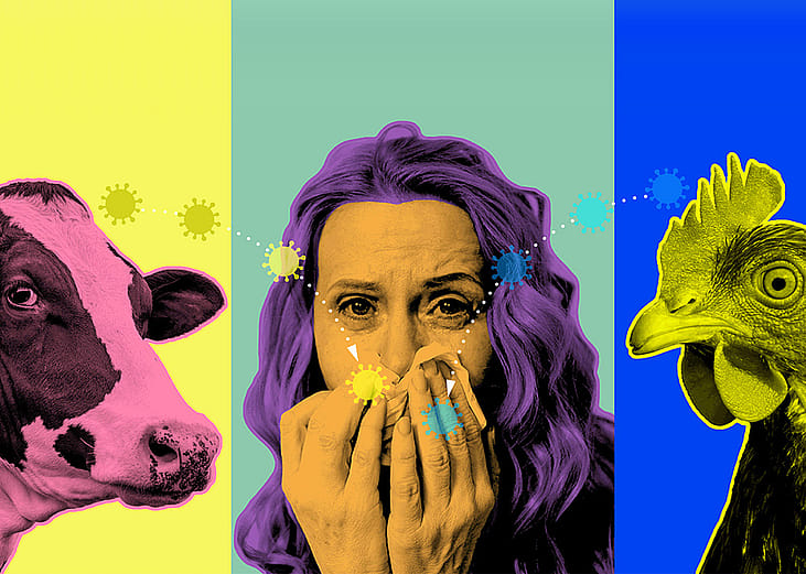 Illustration showing a colorful three-image collage of a woman with a flu, a cow and a chicken.