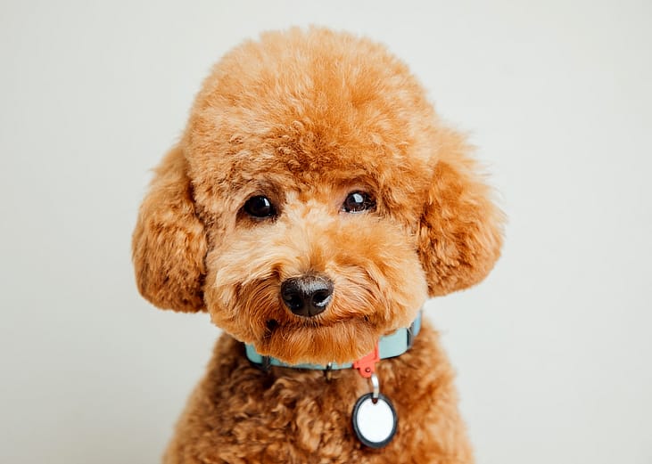A toy poodle on a gray background.
