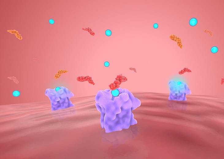A 3d render illustration of beta blockers inhibiting beta receptors.