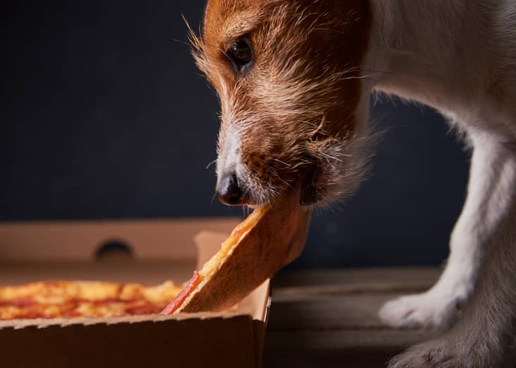 A dog stealing a slice of pizza from the box.