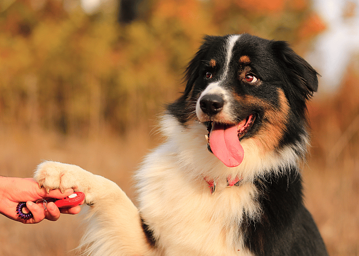 An Australian Shepherd placing its paw on a human hand