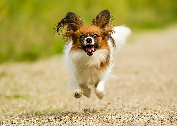 A papillon dog running outside.
