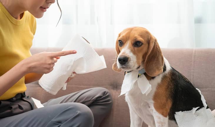 A beagle getting scolded for chewing up paper towels. 