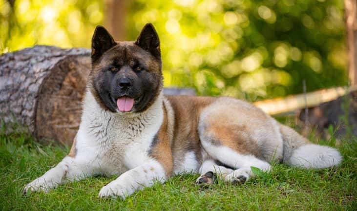 An American Akita laying in the grass. 